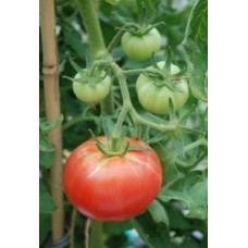 Tomato - Large Berner Rose